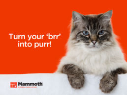 Spitifre Creative Agency Auckland - Mammoth Insulation - 1